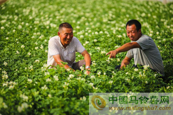 克山縣馬鈴薯迎豐收