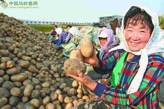 黑龍江綏化市北林區(qū)津河鎮(zhèn)津河村土豆喜獲豐收