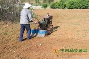 山西省安澤縣：土豆種植助農(nóng)增收 ()