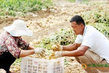 山東青島：新一季馬鈴薯喜獲豐收 ()