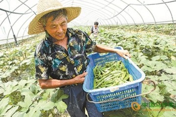 寧波市：氣溫升高 蔬菜俏銷 ()