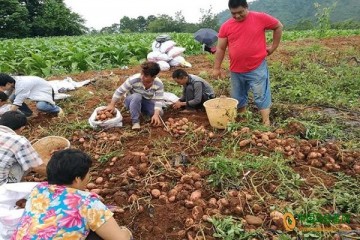 四川涼山：科技支撐馬鈴薯產業(yè)轉型升級 ()