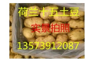 山東土豆產(chǎn)地荷蘭十五土豆價格