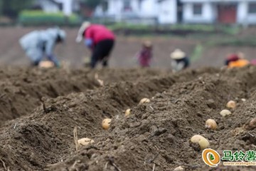 遵義綏陽縣：掀起馬鈴薯播種熱潮 ()